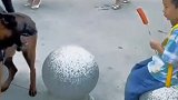 警犬执勤时看到小朋友吃烤肠嘴馋，下班后和训导撒娇卖萌要吃烤肠