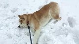 柴犬看到雪后兴奋的忘乎所以，就是不舍得离开，表情太贱啦