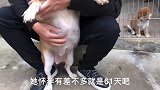 怀孕61天的柴犬，主人把它抱在怀里，撒娇又卖萌