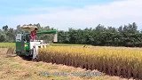 半喂入式水稻收割机，打谷脱粒粉碎一步到位，一小时收获上千公斤