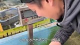 土豪花买河豚，一刀戳进鱼头再用铁线抽，口感似豆腐