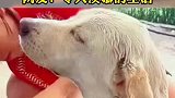 主人给狗子洗澡，狗子一动不动的闭眼享受，令人羡慕的生活
