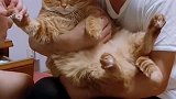 橘猫：我指甲又不长，天天给我剪指甲！
