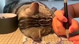 别人家的猫，妨碍主人工作的粘人小妖精，太可爱了