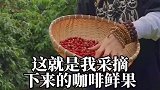 来自云南的小粒咖啡粒粒饱满的咖啡豆，让咖啡香醇细腻真的很好喝