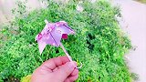 小雨伞，简单又漂亮