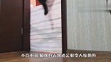 主人用卫生纸把门拦住，猫：这点就想难倒我？看完别笑！