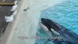 一个女人在海里游泳，意外被3头虎鲸包围，镜头记录全过程