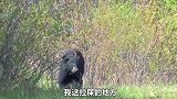 猎人在路上遭遇黑熊，趴在地上一动不动，结局更是让人意想不到