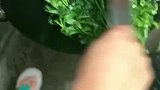 炒空心菜，第一次见在锅中切菜！