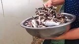 不都说鱼喜欢吃蚯蚓吗钓鱼这样打窝，难不成你想钓鲨鱼