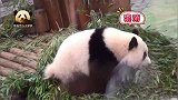 淘气的熊猫宝宝翘起尾巴，在妈妈的竹子大餐上“做坏事”