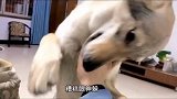 撒娇卖萌都是有原因的啊