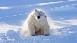 俄罗斯：失去妈妈的小北极熊被工人驯养，工人撤离后小熊获救助
