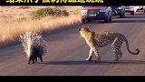 实拍南非豹子捕食豪猪吃瘪现场，爪子被刺得血红后无奈放弃 豹子 豪猪