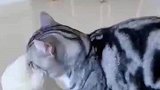 小猫咪每次吃饭，都叼着自己的毛绒玩具