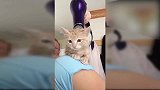 小猫趴在主人肩膀上，吹着吹风机，真是厉害！