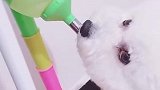狗子：渴死我了，终于能喝上一口水了！
