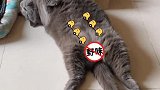 猫菠萝最怕谁