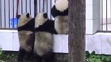 熊猫：喂喂喂！赶紧开门，本熊“挖煤”回来了