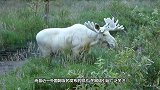 灭绝8000年的鹿突然重现，不料被老外捕杀了，镜头记录全过程