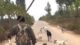 上山抓兔子了，家里的猎犬全体出动，这阵势看着真猛