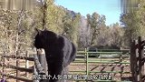 黑猫的日常,悠哉的一天,让人羡慕不已