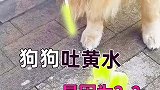 家有萌宠狗狗呕吐黄水