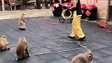 猴子套圈圈