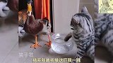 .搞笑段子猫咪和鸭子狭路相逢，高手过招究竟谁输