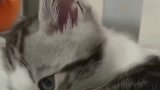 猫咪：这个女人是不是有点猫病
