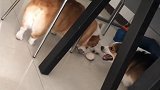 吵架配合很到位，大家放心维皮就是吵架不会打架