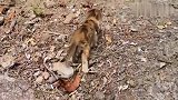 小野猫跟妈妈走丢了，急得一边走一边叫，好可怜