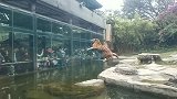 老虎这一跳，隔着屏幕都感觉恐怖