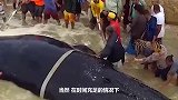 非洲人为什么，喜欢吃大象的尸体？今天总算知道了！