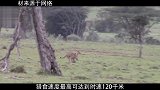 黑斑羚被猎豹抓住，没想到狮子赶走了猎豹，黑斑羚侥幸逃生