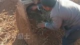 开挖机作业时挖到野兔，赶紧停下工作救出放生
