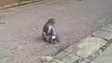 猴哥最近迷上了啤酒，连打劫工作都不干了