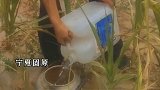 持续干旱，水源不足，固原西吉旱地庄稼受灾严重。返乡大学生与村民合力寻找水源自救。