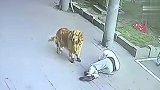 老人被高空坠猫砸晕 金毛犬堵住肇事猫