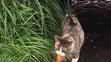 小猫咪抓锦鲤，好运气送你，见者有份