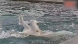 世界上唯一和北极熊洗澡的人，竟是名驯兽师难怪它那么乖巧