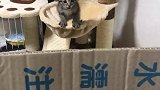 二咪子从小锻炼跳跃能力