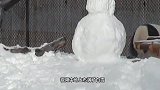 大熊猫玩雪人，结果不小心掰断了雪人脑袋，下一秒憋住别笑