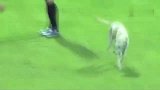 足球狗闯入球场是有多么的兴奋 没错 这是一只有梦想的狗子