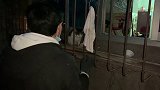 绿眼猫妈疯狂搬家，毛孩子散落一地！ 流浪猫