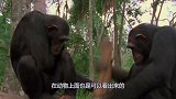 公猩猩患病全身毛发掉光，伴侣始终不离不弃，相伴一生！
