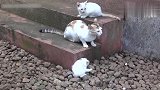 偏心的猫妈妈不准一只小猫过来喝奶，还伸出爪子打它！真可怜