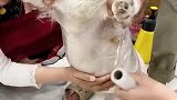 狗子太不听话，主人竟然这样做，狗子太难了