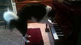 狗狗太调皮了，直接跳到钢琴上，主人训斥也不听！